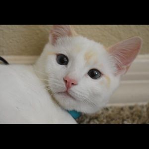 Meet your Posher, Alyssa